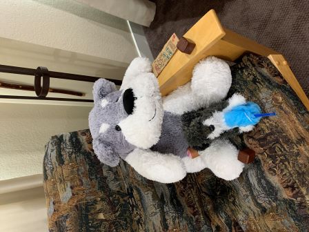 Buster Gray and Rocky watching tv!